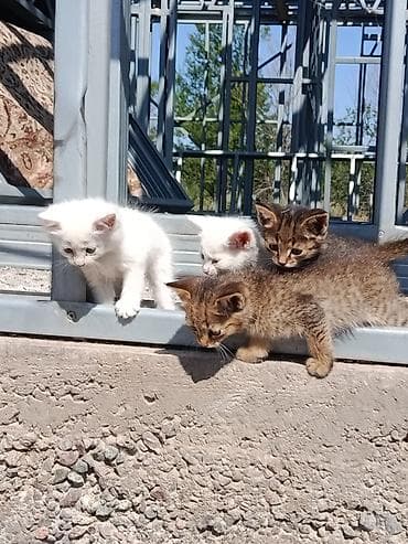 кошка котёнок: Отдам котят даром (возраст 2 месяца), село Байтик есть доставка но — 3