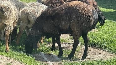 животные коровы: Продаю | Овца (самка), Баран (самец) | Для разведения — 4