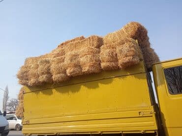 продажа щенков немецкой овчарки с документами в бишкеке: Прадаю клевир салома цена договорная званите — 7