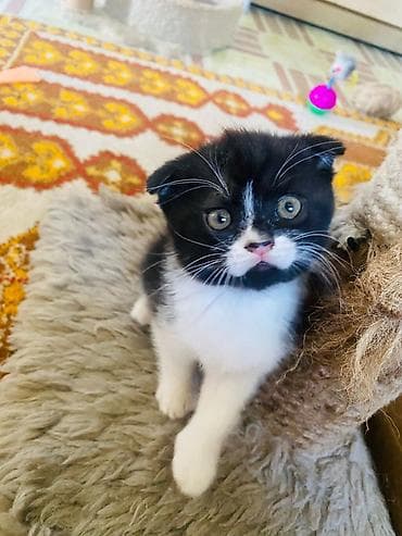 кандек собака: Котята, домашнее выращивание. - Породы/типы: один котёнок однотонный — 6