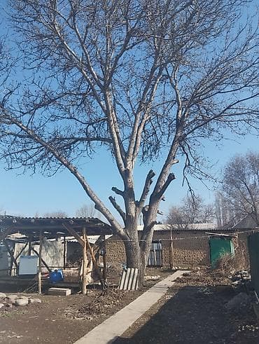 osmo mobile: Профессиональная обрезка и спил деревьев - Формовочная и санитарная — 1