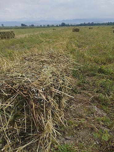 узи для животных бишкек: Продаю первый укос Маевка с поля — 2