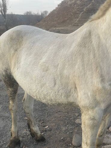 купить домашнюю черепаху: Продаю | Кобыла (самка) | Рабочий — 3