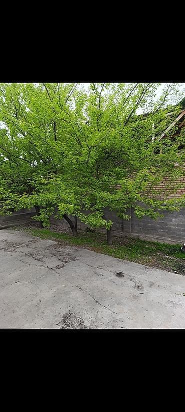 аламаидин 1: 🏠🏠🏠 5 бөлмөлүү жер үй сатылат, баардык шарты менен. Суу Свет Газ — 5