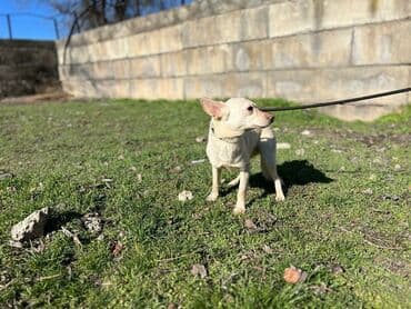 стрижка собак на дому недорого: Ищем дом для молодой стерилизованной девочки. Привита. Привезём сами — 6
