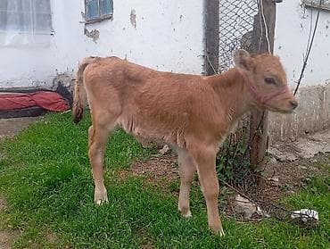 жаныбарлар: Сатам | Кунаажын | Джерси | Бордоп семиртүү үчүн | Байланган — 3