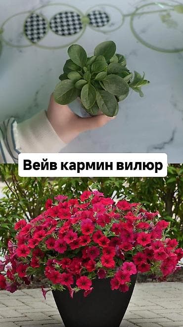 акантовка лапка: Рассада ампельной петунии (серии Тайдал Вейв и Опера) Доступные — 9