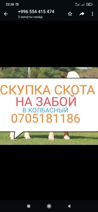 продажа щенков немецкой овчарки с документами в бишкеке: Куплю | Коровы, быки, Лошади, кони | Любое состояние, Круглосуточно, Забитый — 1