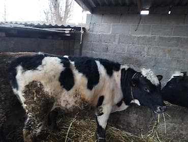 ош ишкаван: Сатам | Бука (эркек) | Байланган — 9