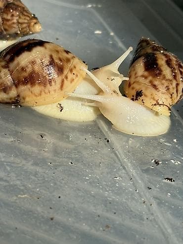 кунажын бишкек: Продается улитки ахатин, по 50-100-200сом 2-4 месяца, если хотите — 1