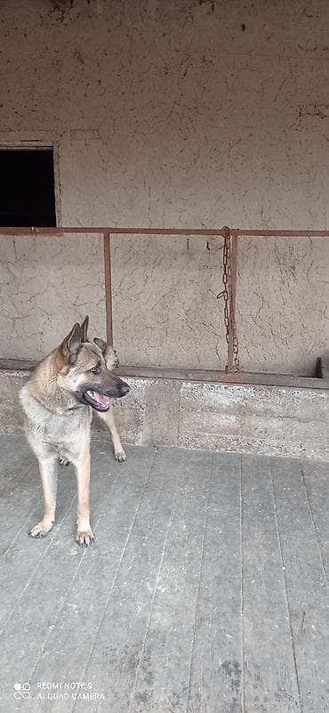 машинка для животных: Бельгийский овчарка 10 месяцев кабель срочно чынжыр ошейник уясын — 7