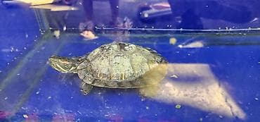 для животных: Красноухая пресноводная черепаха (Trachemys scripta elegans) - Вид — 1