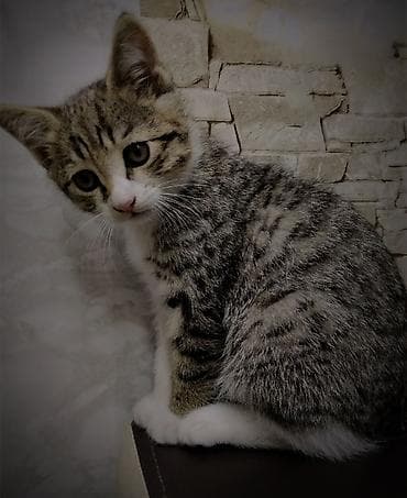 Кошки: 2 месяца, Мальчик, Приучена к лотку — 1