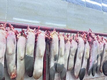 цены на мясо в бишкеке 2022: Мясо мясо мясоо. Продаются головное мясо Халал 💯 круговой целиком — 4