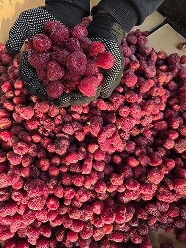 рабочи ат: Замороженная малина, клубника - Быстрая шоковая заморозка: сохраняет — 4