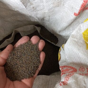 аквариум балык: Беде урук сатабыз келишим баада анализден откон 99%чыгышына кепилдик — 3