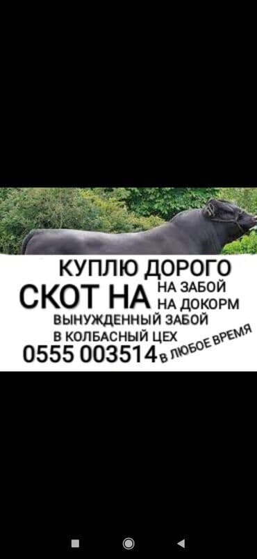 Сатып алам | Уйлар, букалар, Жылкылар, аттар, Башка а/ч жаныбарлары | Күнү-түнү, Бардык шартта, Союлган