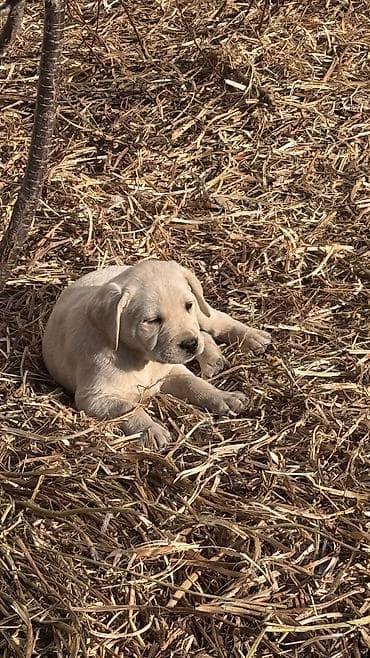 куплю щенка лабрадора: Лабрадор-ретривер, 2 месяца, Самец — 5