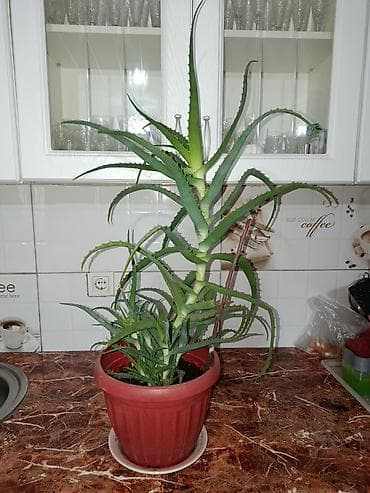 Комнатные растения: Комнатные цветы — 8