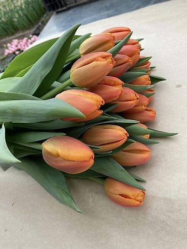 Гирлянды: -Принимаем оптовые заказы на тюльпаны - Плотный бутон классической — 1