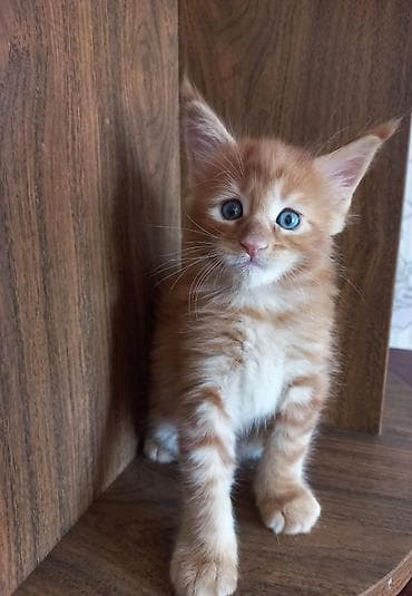 буудай баасы 2026: 🐾🐈Предлагаются к ранней брони очаровательные котята мейн-кун — 1