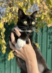 Кошка даром: Беспородная, 1 год, Девочка, Кастрирована, Приучена к лотку, Проглистована at lalafo.kg Кошка даром: Беспородная, 1 год, Девочка, Кастрирована, Приучена к лотку, Проглистована