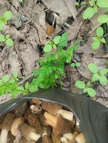 корейская химия: Смарчок свежий 350 сом кг Жалалабад — 5