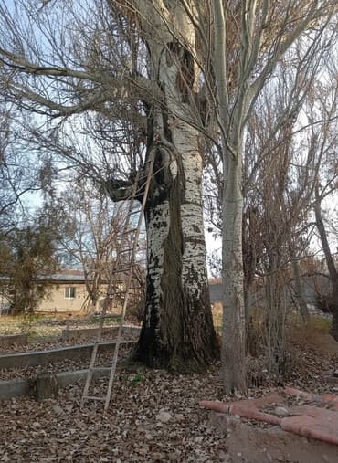 Терек алабызтополь покупаем,кара жыгачтеректин баардык турун at lalafo.kg Терек алабызтополь покупаем,кара жыгачтеректин баардык турун