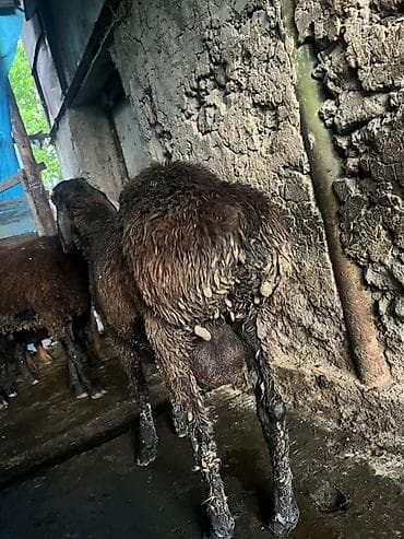 перепела фараон купить: Продаю | Овца (самка) | Эдильбаевская | На забой — 4