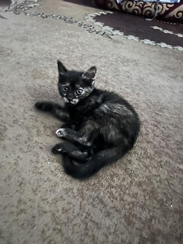 Котята, из трех малышей: - Окрасы: черепаховый (почти черный с