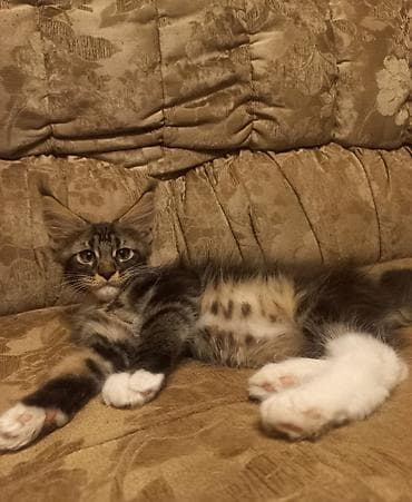 кот мейнкун: 🐾🐈 Котята мейн-кун, 2 котика готовы стать Вашими.❤️ Прививки будут — 5