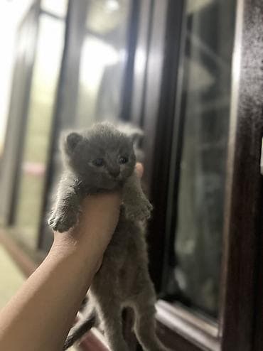 итер: Шотландские котята ищут любящий дом 🐾 Продаются 4 шотландских котёнка — 6
