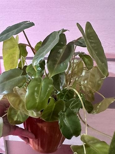 мишка с пледом: Комнатные растения — коллекционные лианы 1) Потос (Epipremnum aureum) — 3