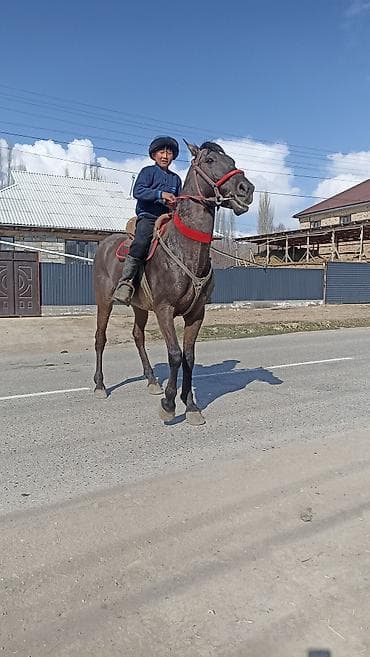 меняю на баран: Продаю | Жеребец | Конный спорт — 2