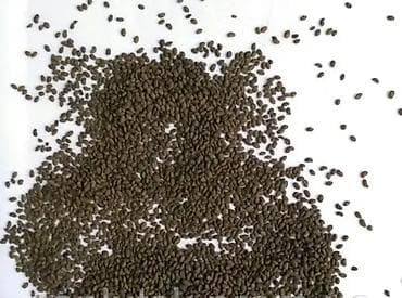 декоративные цветы бишкек: Беде урук, эспарцет урук сатылат, жугору урук кепилдиги менен дун жана — 3