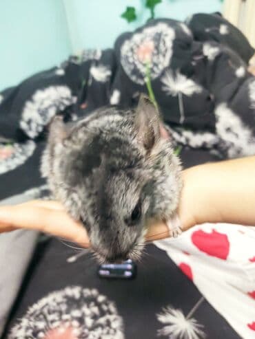 Грызуны: Шиншиллы, окрас стандарт (серый) - Домашние декоративные шиншиллы с — 3