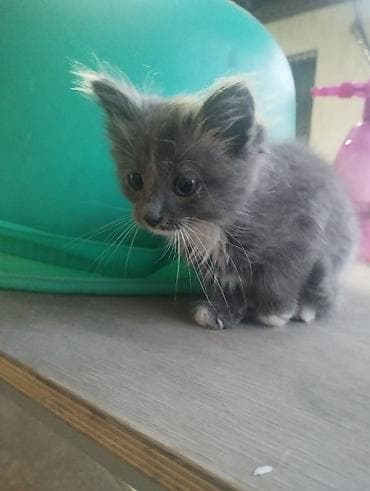 кот басик: 2 месяца, Мальчик, Приучена к лотку — 2