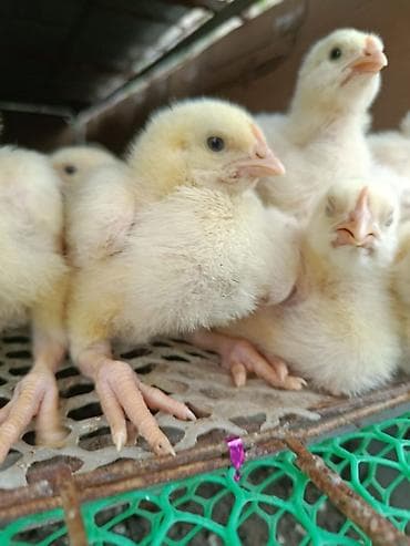 индюшата бишкек: Продаю 10 суточные цыплята бройлеров 45/дней и будет готово на забой — 3