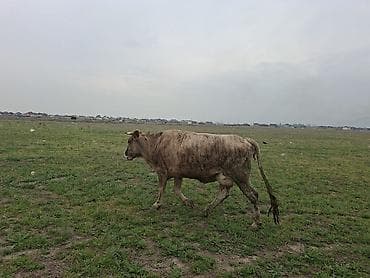 для коровы: Продаю | Корова (самка) | Для разведения — 4