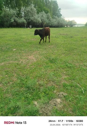 я ищу карова: Продаю | Бык (самец) — 2