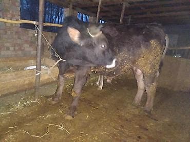 коры: Продаю | Бык (самец) | Швицкая | Для разведения — 1