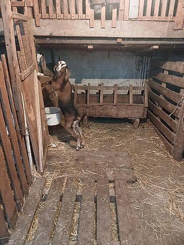 голуби голубей: Продаю | Козлёнок | Нубийская | Для разведения | Племенные — 2