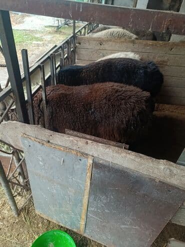 где можно купить кошку в бишкеке: Продаю | Ягненок, Баран (самец) | Арашан | На забой, Для разведения, Для шерсти | Племенные, Осеменитель — 5