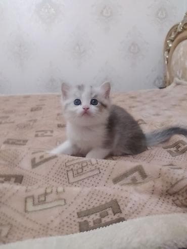 Очаровательный котёнок шотландский скотиш страйт,небесно‑голубыми