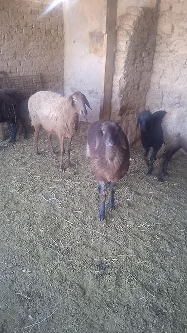 Услуги ветеринара: Продаю | Овца (самка) | Для разведения | Ярка — 10