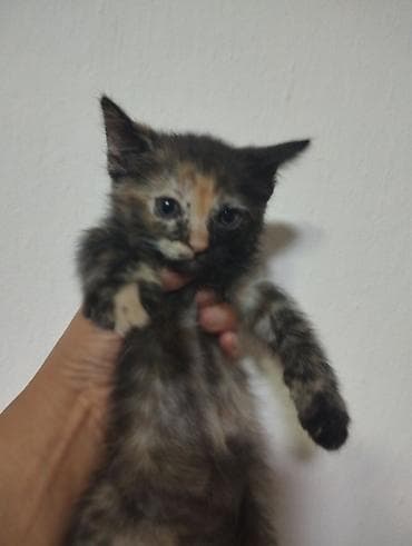 d cat: Отдам в хорошие руки Котята, помёт из нескольких малышей. - Окрас — 2