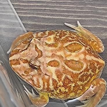 обезьяна домашняя купить: Лягушка, порода рогатка, декоративная,живая, домашний питомец — 4