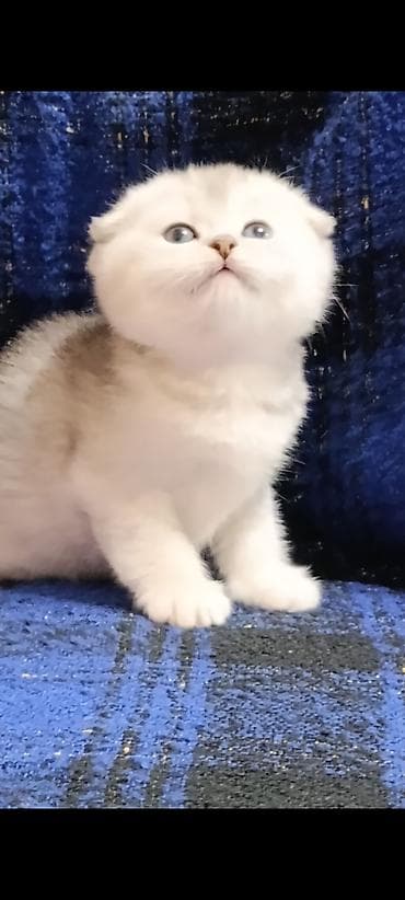 попугай бишкек цена: Скотиш Фолд (Шотландская вислоухая), 1 месяц, Мальчик, Золотая шиншилла, Приучена к лотку, Проглистована — 4