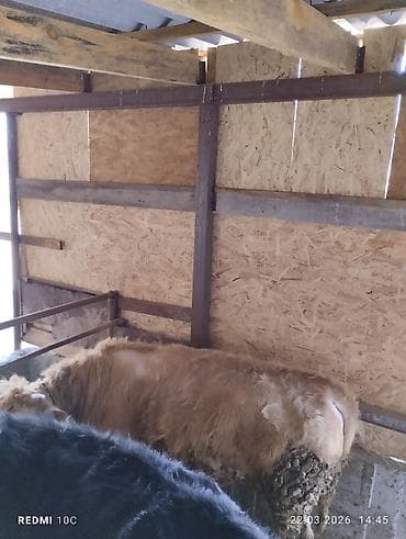 битал теке: Продаю | Бык (самец) | Для разведения | Племенные — 8