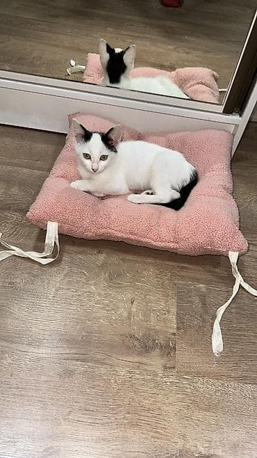 котята простые: Котёнок, приученный к лотку - Возраст: котёнок (маленький) - Окрас — 9